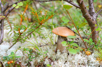 подосиновик