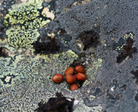 7 орешков для бурундука