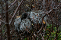 старый пень