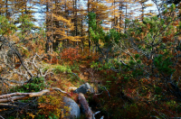 осенние краски леса