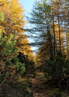 По лесной дорожке