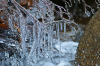 ледяные ветки