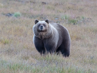 К зиме готов