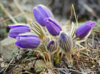 Первоцветы