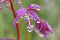 Роса на лепестках