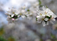 Весеннее чудо