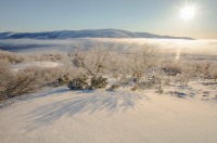 светлая в тумане