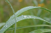 Dew drops