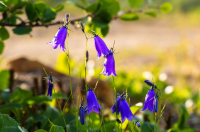 Колокольчик Лангсдорфа