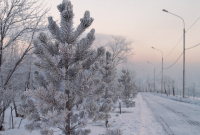 Морозные веточки