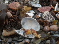 МОРСКОЙ НАТЮРМОРТ