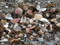 МОРСКОЙ НАТЮРМОРТ2