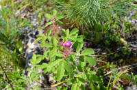 Шиповник (Магаданская роза)