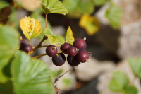 Горная смородина