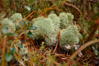 Маленький лес