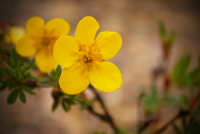 Цветы, цветы...