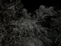 ну как бы сам отблеск снега понравился а там судите сами