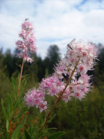 Розовые соцветия