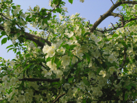 незнаючтозадерево