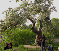 незнаючтозадерево 2