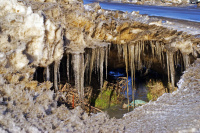 первая зеленая трава