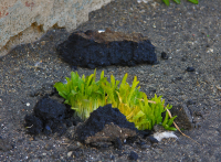 городские цветы