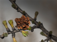 Весны и осени приметы...