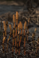 Уже не осень, но еще не лето...