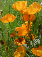 Яркие брызги  северного лета