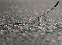 Партитура утренней росы...