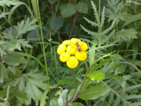 полосатый мух.........