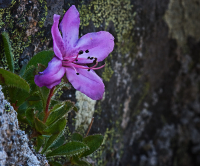 И на камнях растут цветы