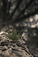 Так мир рожден из мелочей...