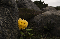 Цветок и камни