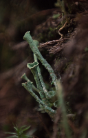 Притаившись в сумраке лесном…