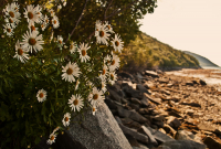 Земные звезды - белые цветы ...