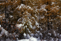 уже не осень