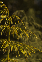 В свеченье золотом...