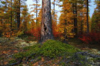 история уходящей осени