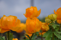 Оранжевое настроение