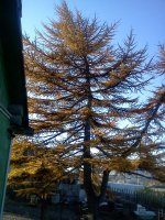 Цвет грусти.....