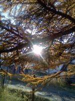 Поймала лучик Солнца.... Последний походу))))