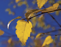 Осень ранним листопадом  залетела к нам в края