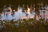 Отражение далеких берегов…