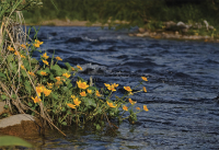 ...река им рукоплещет певучею струей.