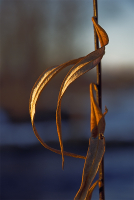 Сухие, желтые листы, предвестники поры печальной…