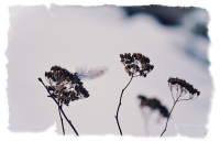 Птицы белые мои, к солнцу улетели...