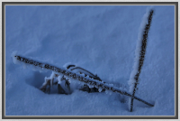 Подорожник