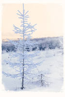 В убранстве белизны хрустальной ...