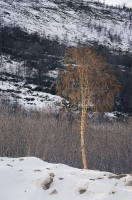 Береза в золоте заката...